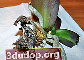 Den nedsatta phalaenopsis visade sig vara nästan utan rötter
