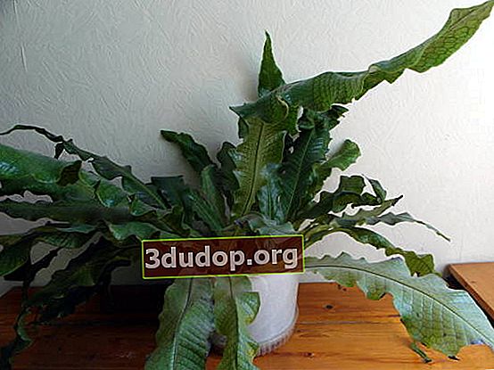 バナナヌカボシクリ（Microsorum musifolium）、クロコダイル栽培品種