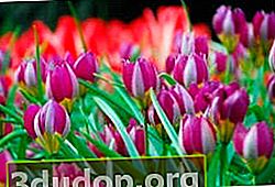 Tulipa humilis Pulchella 페르시아 진주