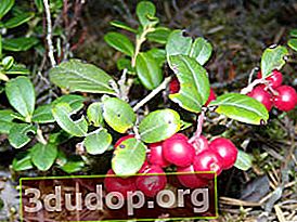 Lingonberry sălbatic