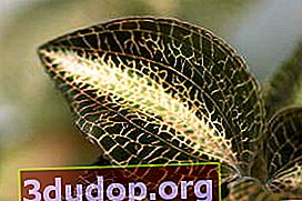 Lukisan yang tidak biasa pada daun anectochilus anggrek berharga (Anoectochilus)