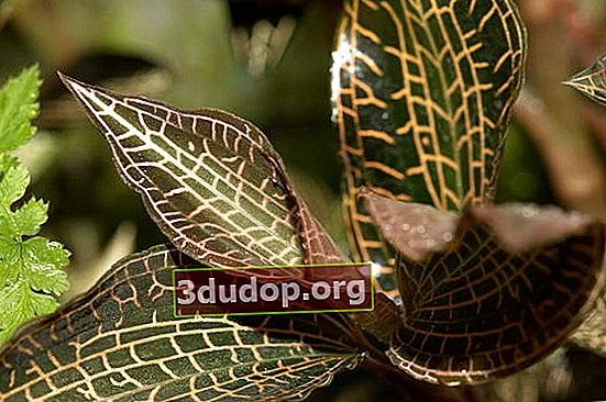 Orkid Goodyera