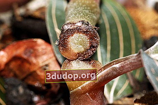 Reput kelabu (Botrytis cinerea)