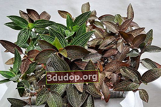 Dyrbara orkidéer