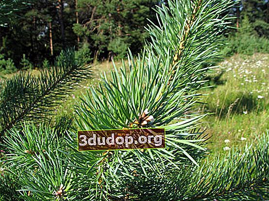 Pinus Skotlandia