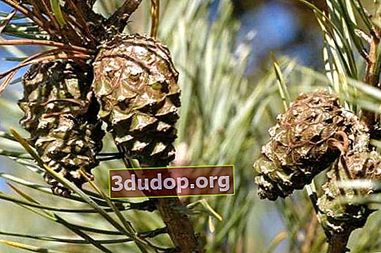 Pinus Skotlandia, kerucut