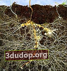 Nodules sur les racines des plantes