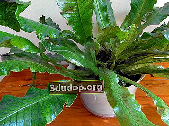 バナナヌカボシクリ（Microsorum musifolium）、クロコダイル栽培品種