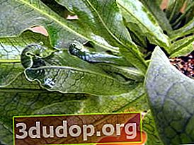 바나나 microsorum (Microsorum musifolium), Crocodylus 품종