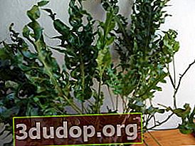Microsorum scolopendria、栽培品種Green Wave
