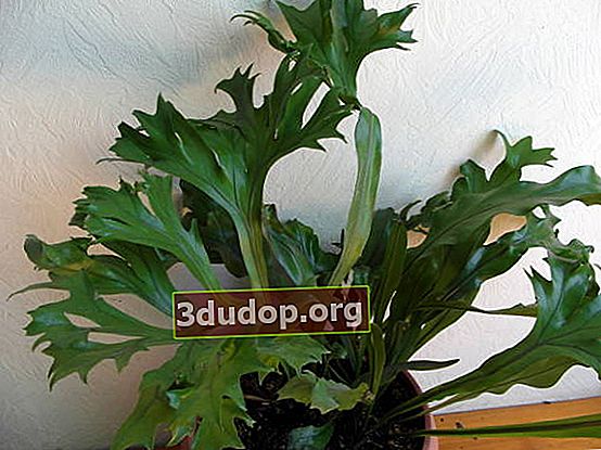 Microsorum point Microsorum punctatum), cultivar Grandiceps